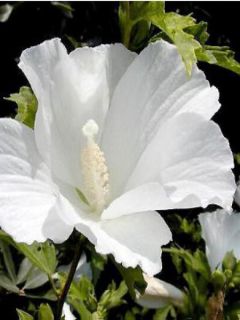 Mauve en arbre 'Totus Albus'