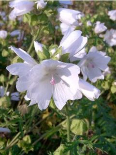 Mauve musquée 'Alba'