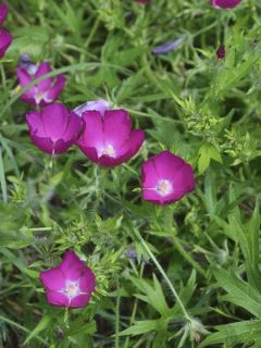 Callirhoe involucrata