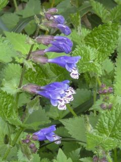 Meehania urticifolia