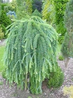 Mélèze du Japon 'Stiff Weeping'