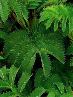 Melianthus major
