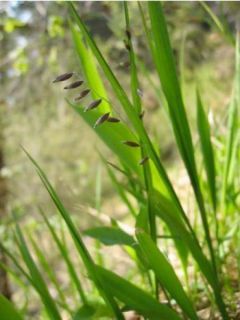 Melica nutans - Mélique penchée