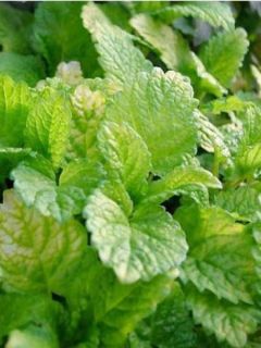 Mélisse, Melissa officinalis Aurea