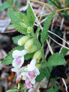 Mélisse sauvage, mélitte à feuilles de mélisse