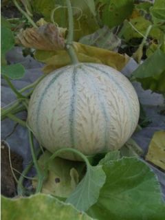 Melon 'Stellio'