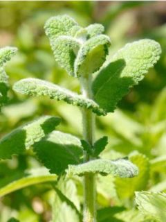 Menthe rotundifolia