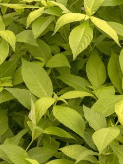 Menthe arbustive japonaise 'Golden Angel'