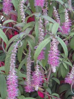 Rostrinucula dependens Happy® Cascade - Menthe en arbre