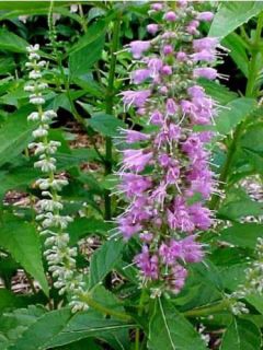 Elsholtzia stauntonii - Menthe en arbre