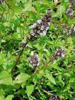 Mentha chocolat - Mentha x piperita schocominze