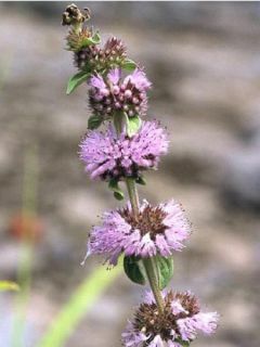 Menthe Pouliot - Mentha pulegium