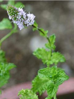 Mentha Crispée - Mentha spicata crispa