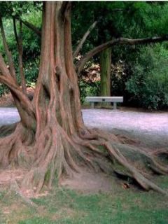 Metasequoia glyptostroboides
