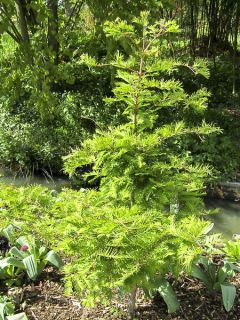 Metasequoia glyptostroboides Chubby
