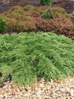 Microbiota decussata - Cyprès rampant de Sibérie                              