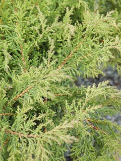 Microbiota 'Fuzzball '