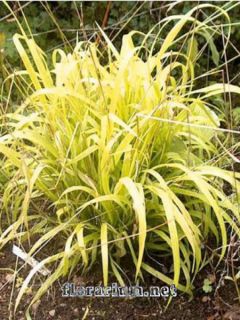 Milium effusum aureum