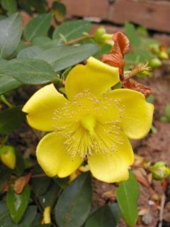 Millepertuis à grandes fleurs