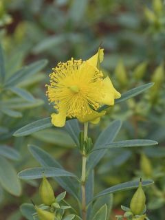 Millepertuis de Kalmian 'Blue Velvet'