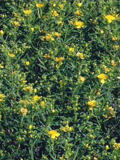 Millepertuis de Kalmian 'Gemo' Millepertuis de Kalmian 'Gemo'