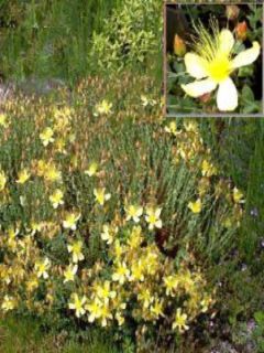 Millepertuis du Mont Olympe