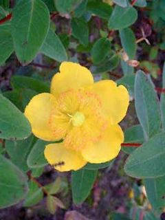 Millepertuis 'Peter Dummer'