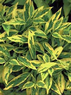 Mimosa de Paris 'Golden Times'