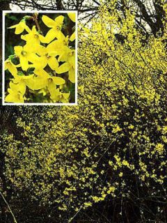 Mimosa de Paris 'Lynwood'