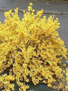 Mimosa de Paris 'Marée d'Or'