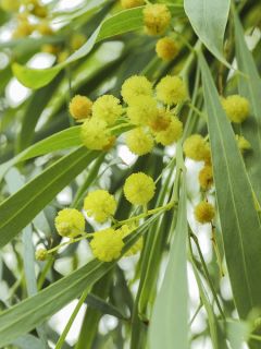Mimosa des 4 saisons - Acacia retinodes