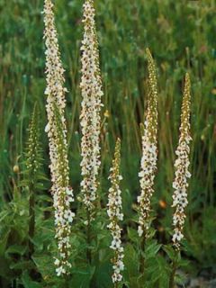 Molène de Chaix 'Album'