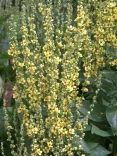 Violette cornue Sorbet Black Delight Mini-motte