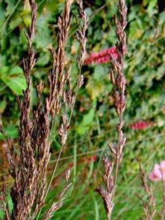 Molinie bleue 'Edith Dudzus'