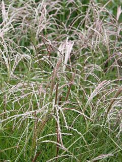 Molinia caerulea ssp arundinacea Fontäne