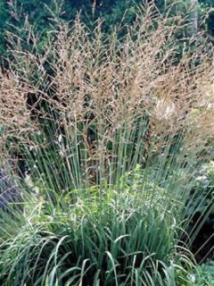 Molinia caerulea ssp arundinacea Skyracer