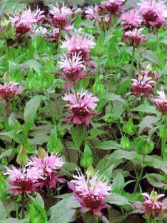 Monarde 'Beauty of Cobham'