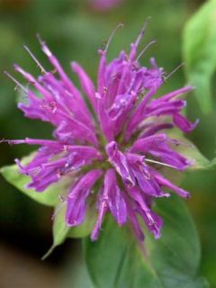 Monarde 'Blaustrumpf'