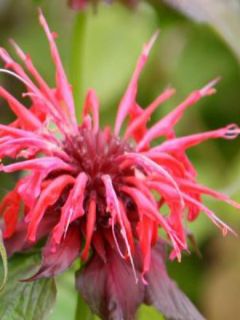 Monarde 'Cambridge Scarlet'