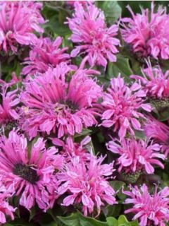 Monarde ou Bergamote Cranberry Lace