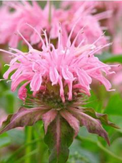 Monarde 'Croftway Pink'