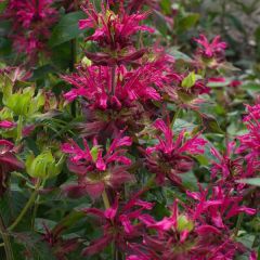 Thé d'Oswego Dancing Bird - Monarde Dancing Bird - Monarda 'Allmobird' DANCING BIRD - 