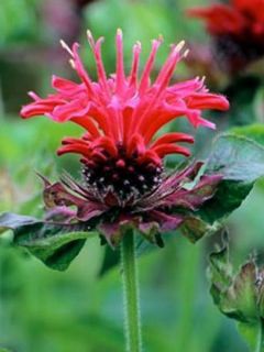 Monarde Feuerschopf - Bergamote rouge intense.