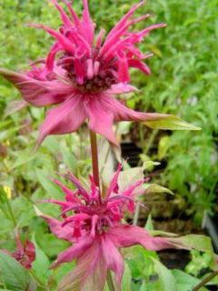 Monarde hybride Gewitter Wolke - Bergamote rose tyrien