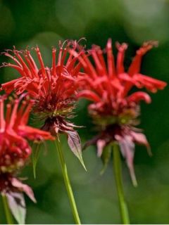 Monarde 'Jacob Cline'