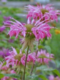 Monarde Melissa - Monarda - Bergamote