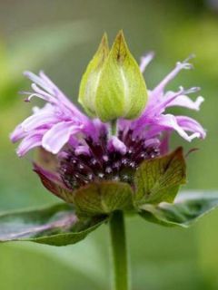 Monarde 'Mohawk'
