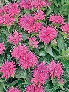 Monarde Pardon Me - Bergamote rose