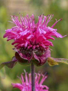 Monarde 'Pink Lace'