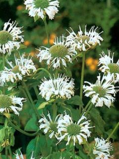 Monarde Schneewittchen - Monarda - Bergamote
